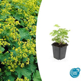 48x Alchemilla mollis - ↕10-25cm - Ø9cm
