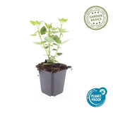 48x Agastache 'Blue Fortune' - ↕10-25cm - Ø9cm