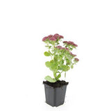 48x Sedum 'Herbstfreude' - ↕10-25cm - Ø9cm