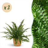 Nephrolepsis exaltata Green Lady - Varen - Huisdiervriendelijke Plant - Groen - 2 Planten - met Mand - Pot 12cm - Hoogte 25cm