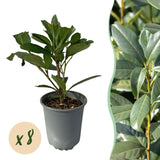 Green boutiQ - Haagplanten - Prunus laurocerasus Caucasica- blad groen - 8 planten - 1 strekkende meter - groenblijvend - pot 9cm hoogte 30-35cm