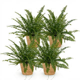 Nephrolepsis exaltata Green Lady - Varen - Huisdiervriendelijke Plant - Groen - 4 Planten - met Mand - Pot 12cm - Hoogte 25cm