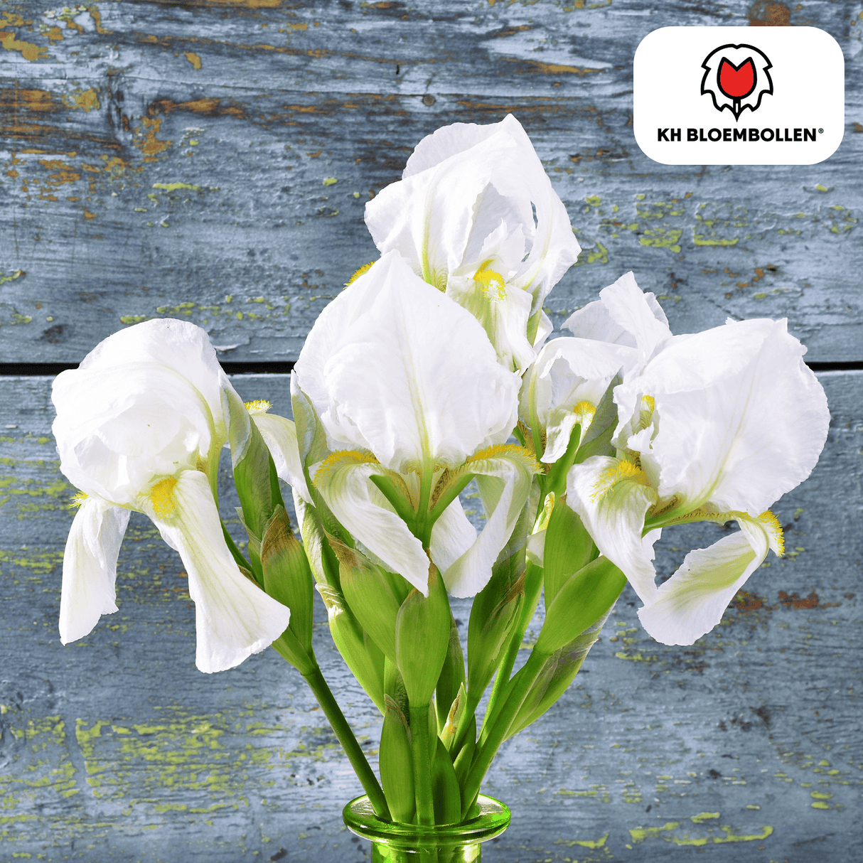 Iris Alaska 25 pièces