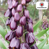Fritillaria / Couronne impériale Purple Favorite 5 pièces