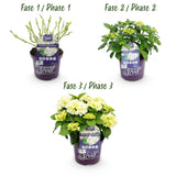 Green boutiQ - Terrasplant - Hortensia - Hydrangea Forever & Ever - Wit - 7-12 Bloemen - 2 Planten - Pot 23cm Hoogte 55cm