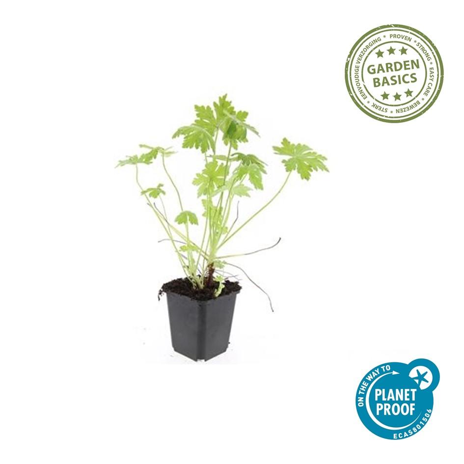 6x Geranium macrorrhizum - ↕10-25cm - Ø9cm