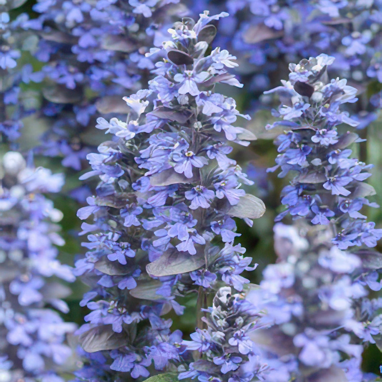 48x Ajuga reptans - ↕10-25cm - Ø9cm