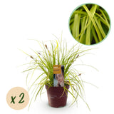 Green boutiQ - Siergrassen -  Carex oshimensis Everillo - Geel - 2 Planten - Bladhoudend - Weinig Onderhoud - Pot 17cm Hoogte 50cm