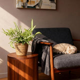Pteris cretica Albolineata - Lintvaren - Huisdiervriendelijke Plant - Groen - 2 Planten - met Mand - Pot 12cm - Hoogte 20cm
