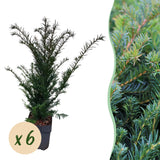 Haagplanten - Taxus baccata - blad groen - 6 planten - 1 strekkende meter - groenblijvend - pot 17cm hoogte 60cm