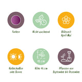 Green boutiQ - Bloembollen - Tulp Double Lilac - Kleur Paars - 50 stuks - Bolmaat 11/12 - XXL Pack