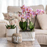 Kolibri Home | Diabolo twin sierpot - White
