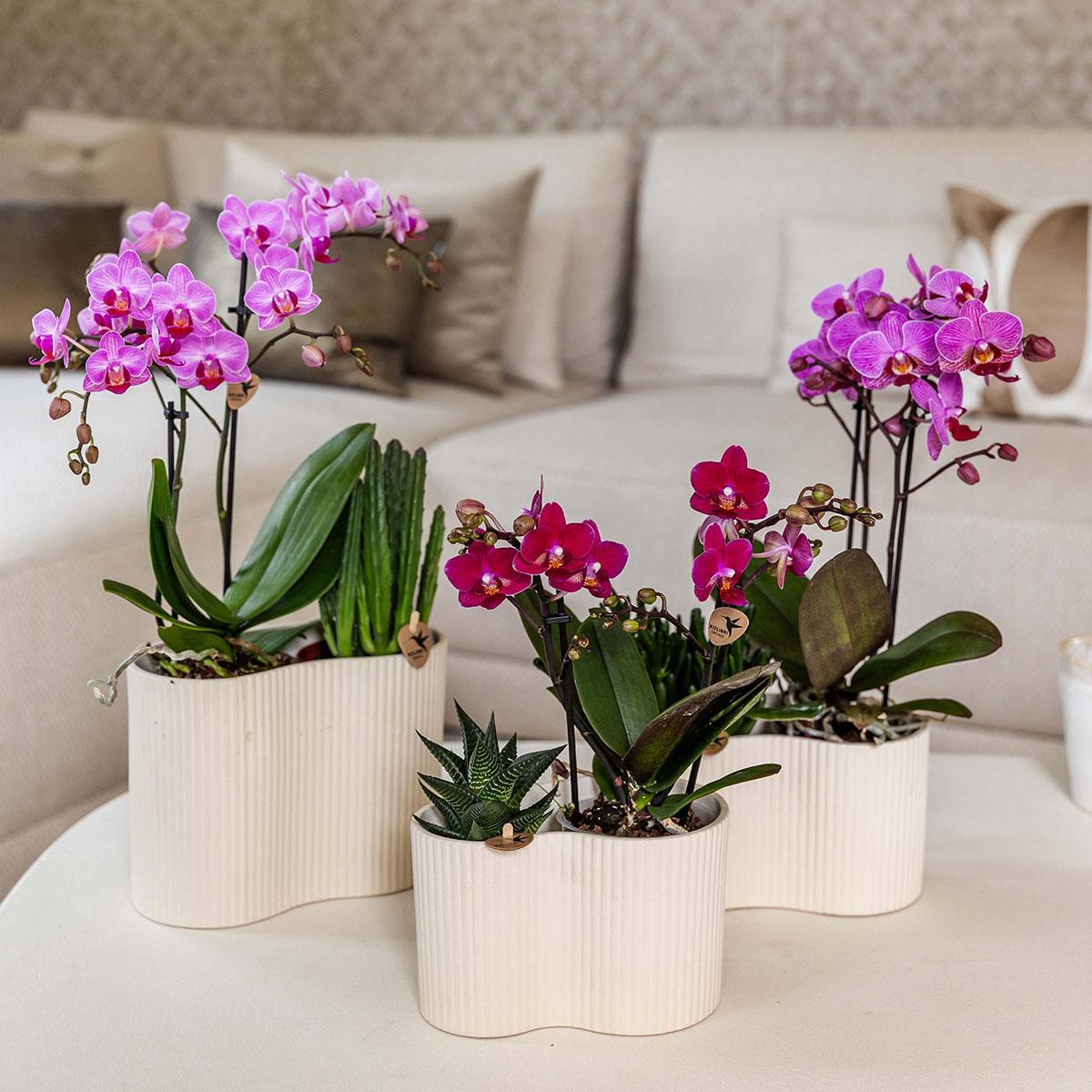 Kolibri Orchids | Paarse phalaenopsis orchidee potmaat Ø9cm | Chamonix | bloeiende kamerplant - vers van de kweker