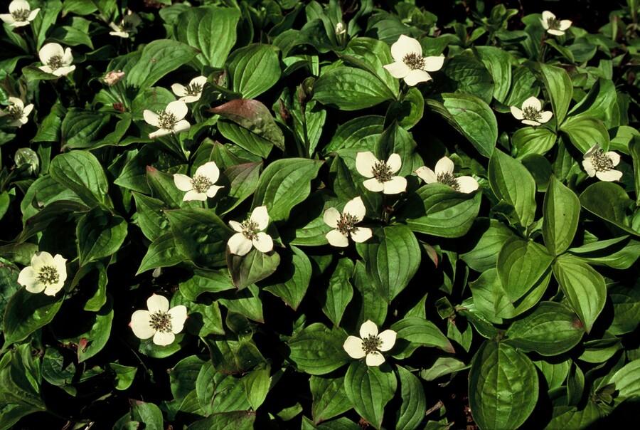 24x Cornus canadensis - ↕10-25cm - Ø9cm