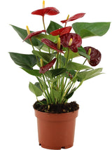 Flamingoplant / Anthurium – ↕36cm – ⌀12cm