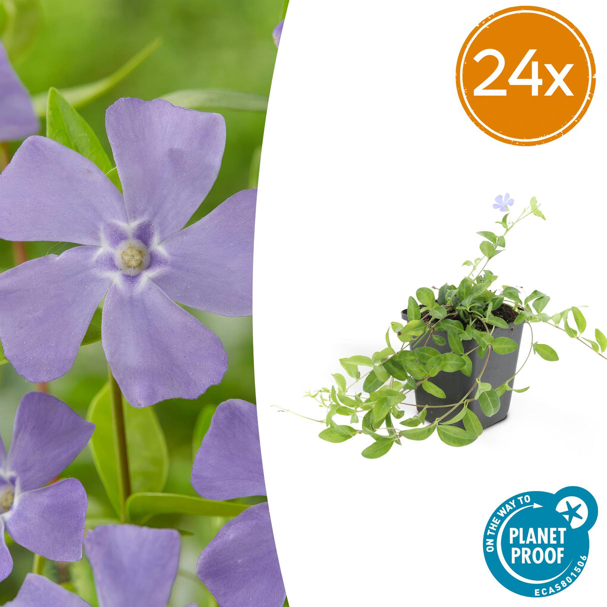 24x Vinca minor - ↕10-25cm - Ø9cm