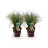 Green boutiQ - Siergrassen - Carex comans Frosted Curls - Groen - 2 Planten - Bladhoudend - Weinig Onderhoud - Pot 17cm Hoogte 50cm