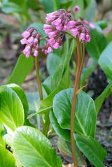 48x Bergenia cordifolia 'Herbstblüte'  - ↕10-25cm - Ø9cm
