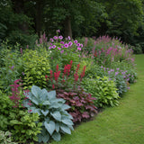 Borderpakket - Schaduw - 24 Vaste planten - 3 m2 - Diversen kleuren - Weinig Onderhoud - Pot 11cm