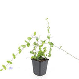 48x Vinca minor 'Blue and Gold' - ↕10-25cm - Ø9cm