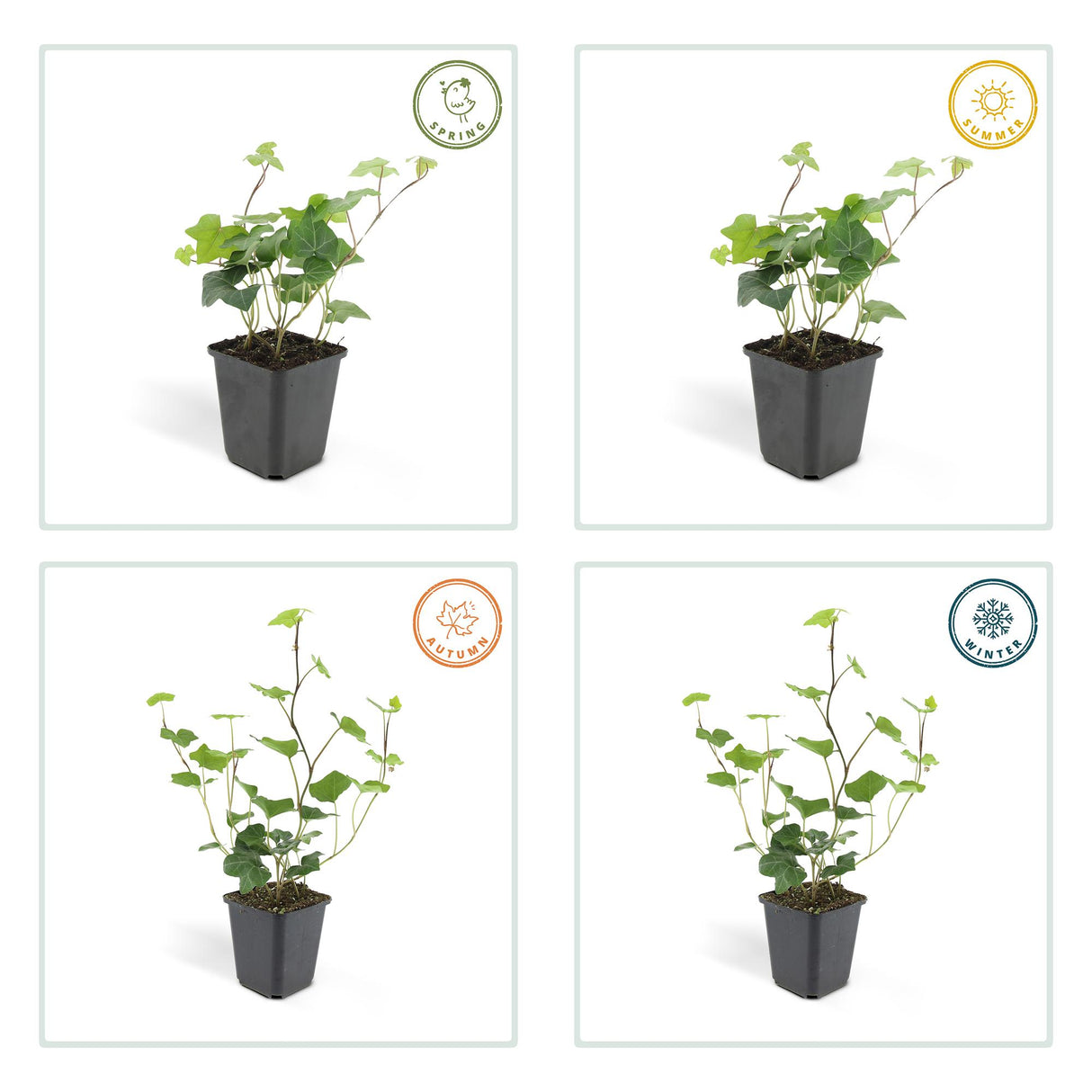 48x Hedera Hibernica - ↕10-25cm - Ø9cm