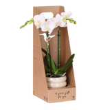 Kolibri Orchids | Witte Phalaenopsis Orchidee - Mineral Amabilis in Glow Travertine Sierpot met Giftbox - Ø9 cm
