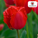 Tulpenbollen Masterpeace – 20 Stuks | KH Bloembollen® | Rode Tulp met Kartelrand – Stoer & Uniek – Voor Tuin of Pot – Maat 11/12 – Vers van de Teler