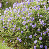 6x Geranium Rozanne - ↕10-25cm - Ø9cm