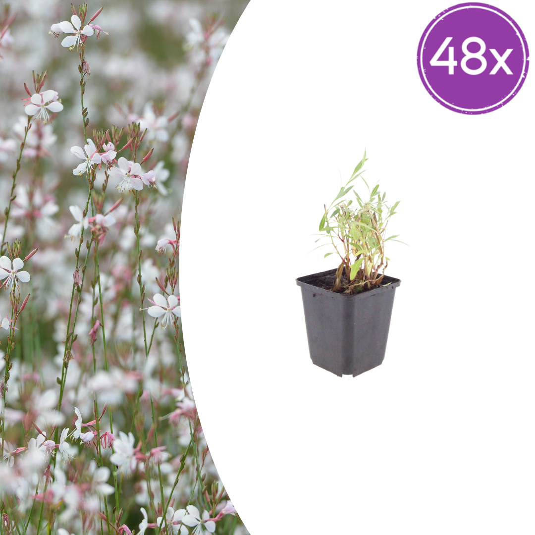 48x Gaura lindheimeri - ↕10-25cm - Ø9cm