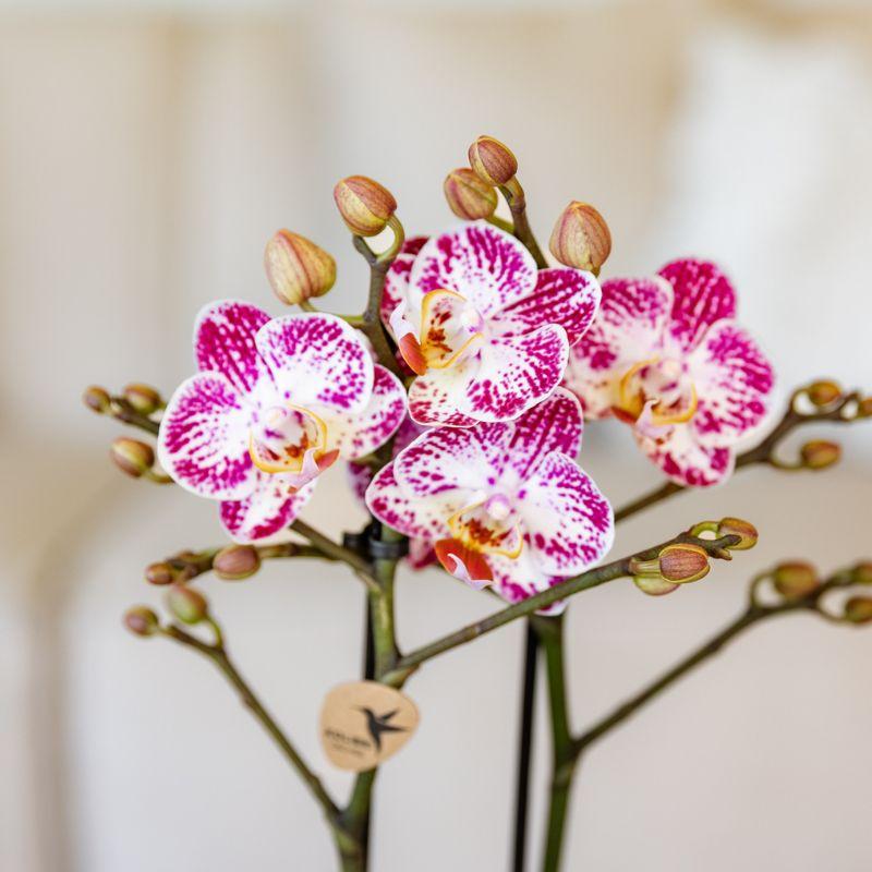 Kolibri Orchids | Roze paarse phalaenopsis orchidee potmaat Ø9cm | Bora Bora | bloeiende kamerplant - vers van de kweker