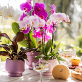 Kolibri Orchids | COMBI DEAL van 2 Phalaenopsis orchideeën - Portugal - potmaat Ø9cm | bloeiende kamerplant - vers van de kweker