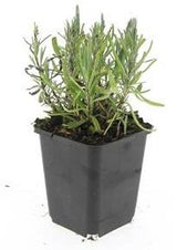 24x Lavandula ang. 'Munstead' - ↕10-25cm - Ø9cm