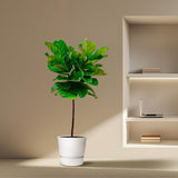 Ficus Lyrata Stamm - 130 cm - ø24