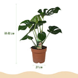Monstera Deliciosa - Gatenplant - Weinig onderhoud - Groen - 1 Plant - met Potter Wit - Pot 21cm - Hoogte 70-80cm