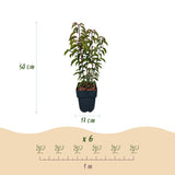 Haagplanten - Prunus lusitanica Angustifolia - blad groen - 6 planten - 1 strekkende meter - groenblijvend - pot 17cm hoogte 50cm