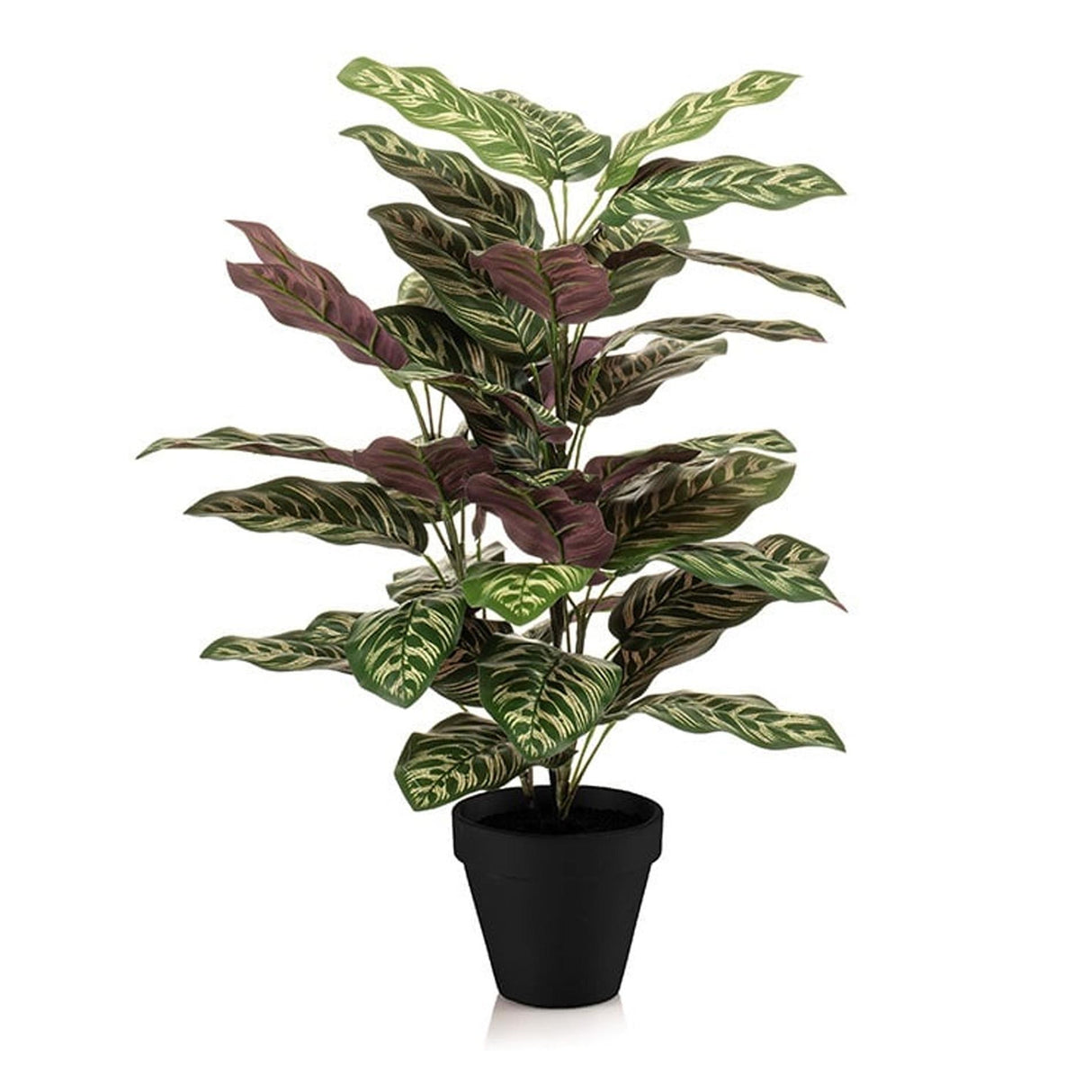 Calathea im Topf - 65 cm hoch - Künstliche Pflanze