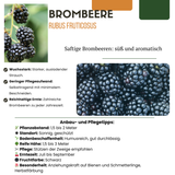 "Zoete oogst trio" BIO Fruitplanten mix set van 3 verschillende soorten
