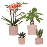 Kolibri Orchids | Set van orchidee Bolzano en succulenten in keramieken sierpotten - potmaat Ø9cm & Ø6cm | bloeiende kamerplant - vers van de kweker
