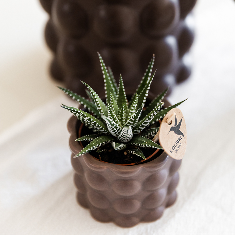 Kolibri Orchids | Plantenset Cotton bruin | Groene planten met witte Phalaenopsis orchidee Ghent in keramieken sierpotten