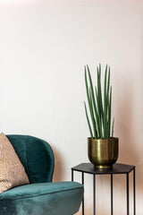 Kunstpflanze - Sanseveria Cylindrica - Bogenhanf - 70 cm