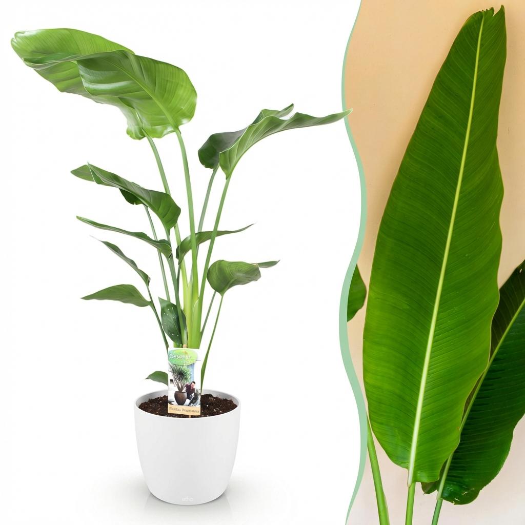 Strelitzia Nicolai - Paradijsvogelbloem - Weinig onderhoud - Groen - 1 Plant - met Potter Wit - Pot 21cm - Hoogte 110-120cm