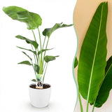 Strelitzia Nicolai - Paradijsvogelbloem - Weinig onderhoud - Groen - 1 Plant - met Potter Wit - Pot 21cm - Hoogte 110-120cm