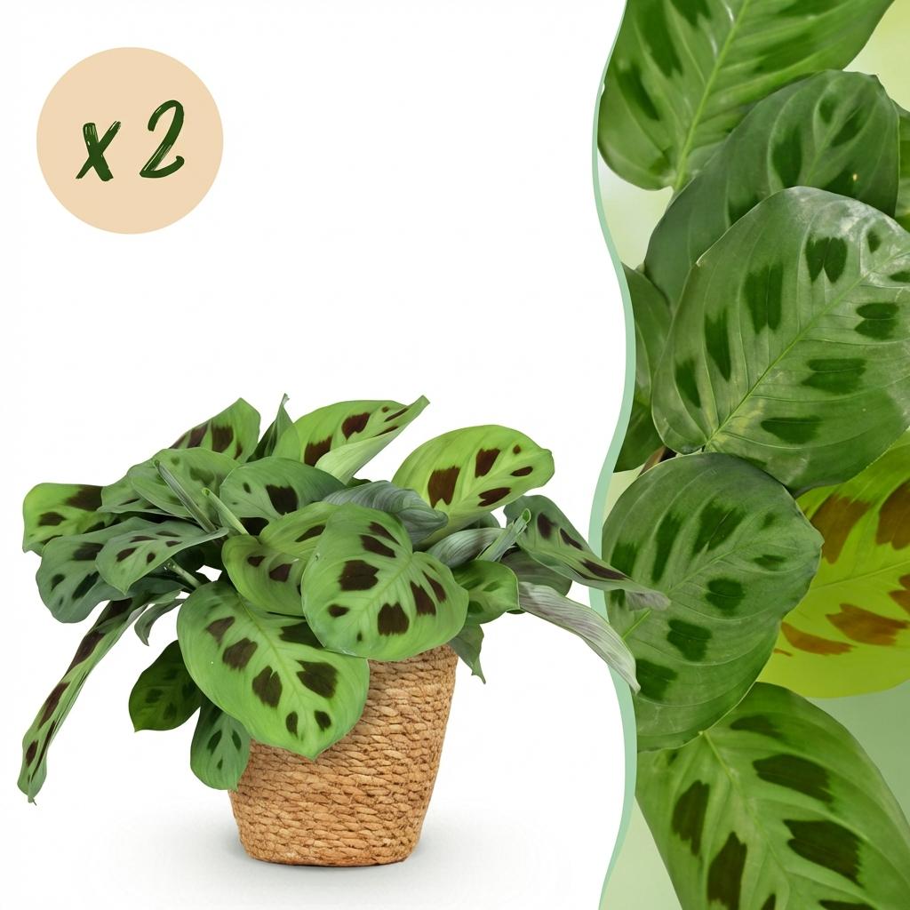 Maranta Fascinator Kerchoveana - Zebraplant - Huisdiervriendelijke Plant - Groen - 2 Planten - met Mand - Pot 12cm - Hoogte 25cm