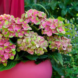 Hortensia - Hydrangea Magical Green Fire - Roze Groen - 6-10 Bloemen - 2 Planten - Pot 23cm Hoogte 55cm