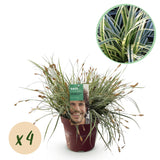 Siergrassen - Carex oshimensis Everest - Wit en Groen - 4 Planten - Bladhoudend - Weinig Onderhoud - Pot 17cm Hoogte 50cm