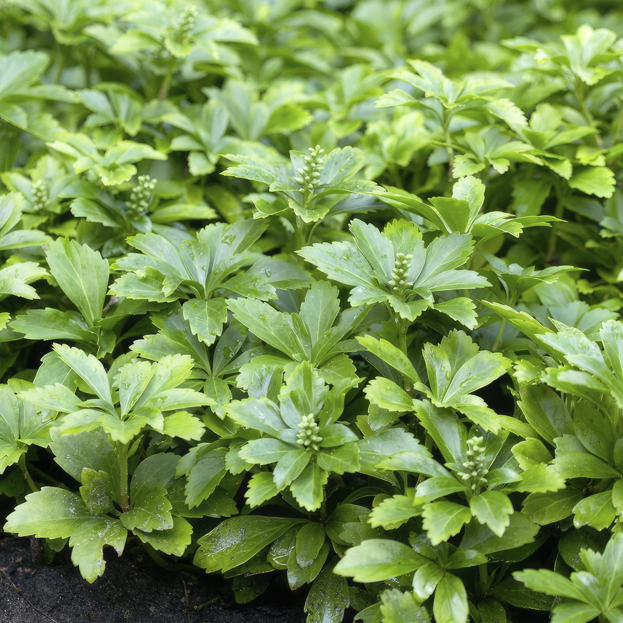 48x Pachysandra Sorte 'Green Carpet' - ↕10-25cm - Ø9cm