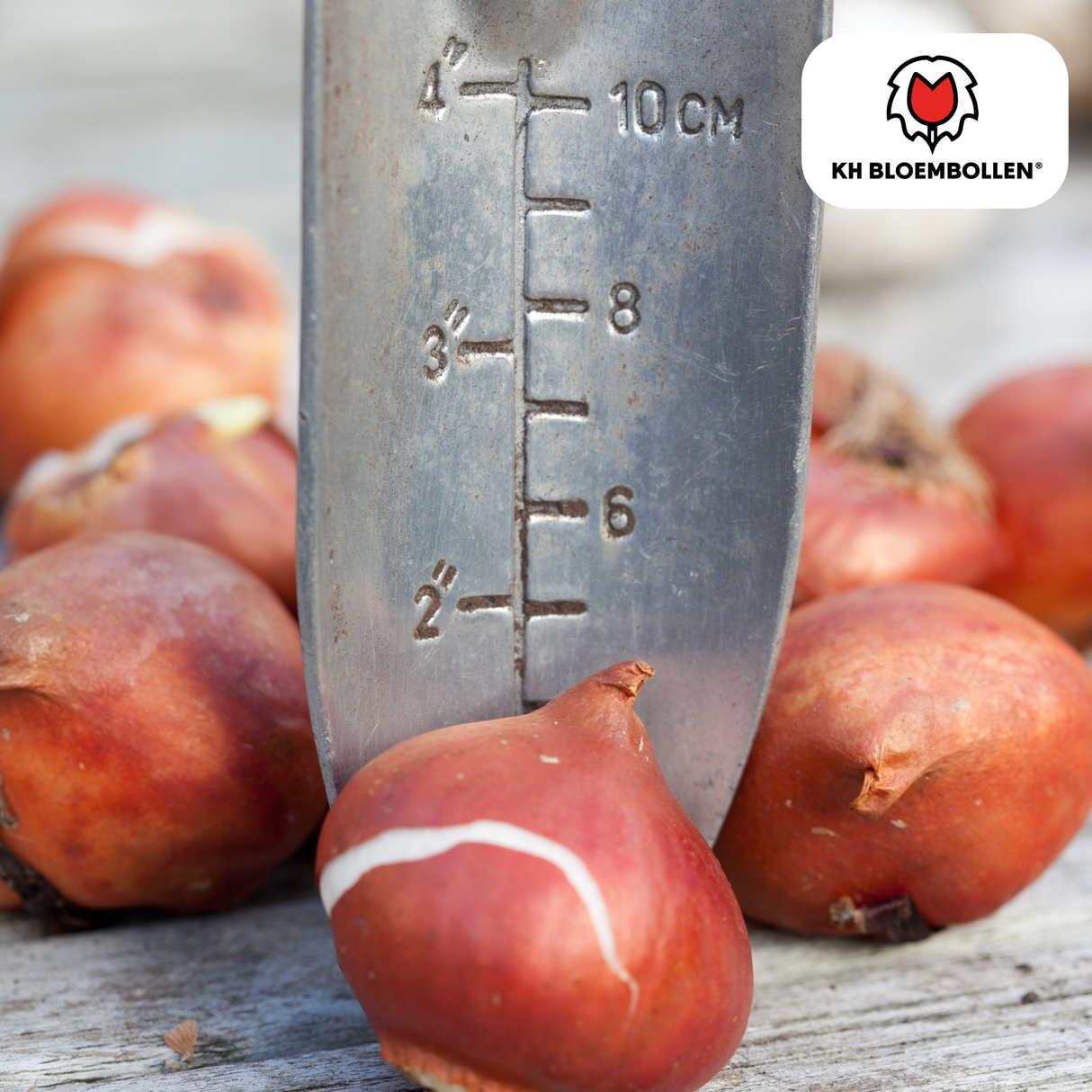 Tulpenbollen Dafeng – 20 Stuks | KH Bloembollen® | Oranje Tulp – Grootbloemig & Elegant – Voor Tuin of Pot – Maat 11/12 – Vers van de Teler!