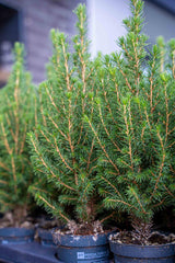 3x Mini Christmas Tree - Picea Glauca Perfecta - 25-30 cm