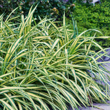 Siergrassen - Carex oshimensis Evergold - Geel & Groen - 4 Planten - Bladhoudend - Weinig Onderhoud - Pot 17cm Hoogte 50cm