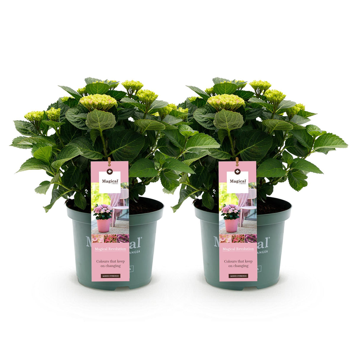 Hortensia - Hydrangea Magical Revolution Pink - Pink - 6-10 Bloemen - 2 Planten - Pot 23cm Hoogte 55cm
